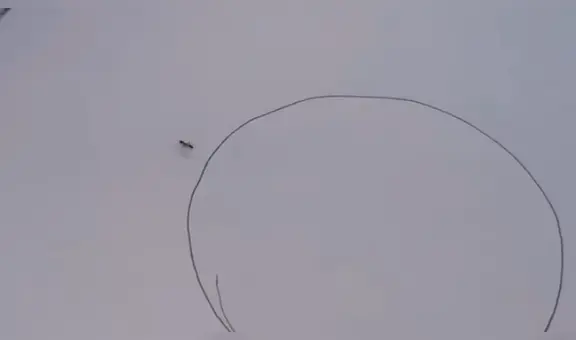 ¿Por qué las hormigas no pueden escapar de un círculo dibujado alrededor de ellas? [VIDEO]