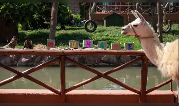 Animales del Parque de las Leyendas pasearon y conocieron a otras especies [FOTOS]