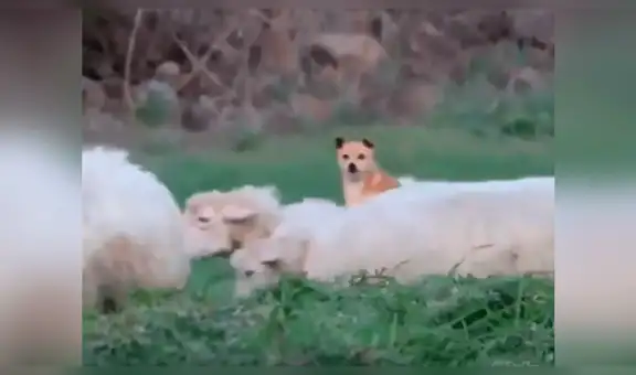 Facebook viral: Perro ovejero asombra por peculiar forma de cuidar el rebaño