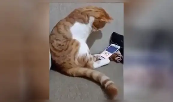 La tierna reacción de un gato al ver en un video a su dueño fallecido [VIDEO]