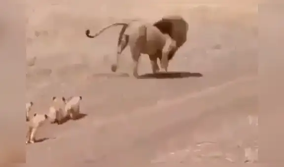 Facebook viral: La emotiva reacción de pequeños felinos luego que su madre los abandonara [VIDEO]