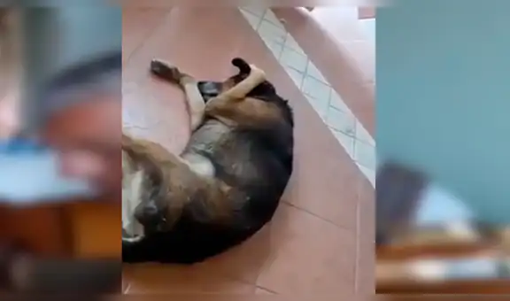 YouTube viral: Perro no soporta escuchar la serenata de su amo y hace lo impensado [VIDEO] 