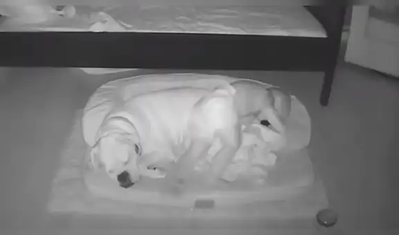 Niño se baja de la cama para acurrucarse sobre su perro y poder dormir junto a él [VIDEO]