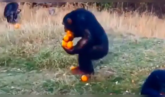 Mono utiliza curioso técnica para recoger sus naranjas de una sola vez [VIDEO]