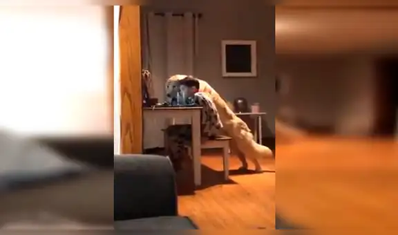 Coloca cámara de seguridad en casa y descubre lo que hace su hijo y perro en su ausencia [VIDEO] 