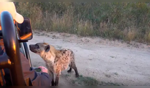 Turista detiene carro safari para tener un encuentro cercano con hienas y miles quedan aterrados [VIDEO]