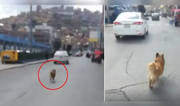 Perro persigue a auto en el que viajan sus dueños que lo abandonaron en la calle [VIDEO]