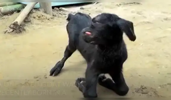 Granjero queda impactado mientras ve nacer un cordero negro con solo un ojo [VIDEO]