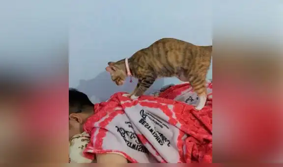 Gata ve que su dueño tiene dolores de espalda e intenta ‘darle’ relajantes masajes [VIDEO]
