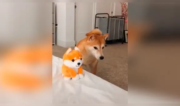 Le compra un muñeco parlante a su perro y este tiene peculiar reacción al escucharlo ‘hablar’ [VIDEO] 