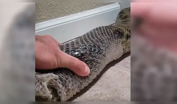 Chico coge el cuerpo de una enorme anaconda y la ayuda a mudar de piel [VIDEO]