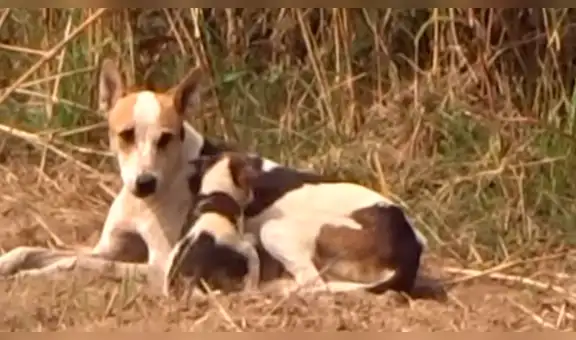 Hombre arriesga su vida para salvar a dos perros abandonados dentro de un pozo de agua [VIDEO]
