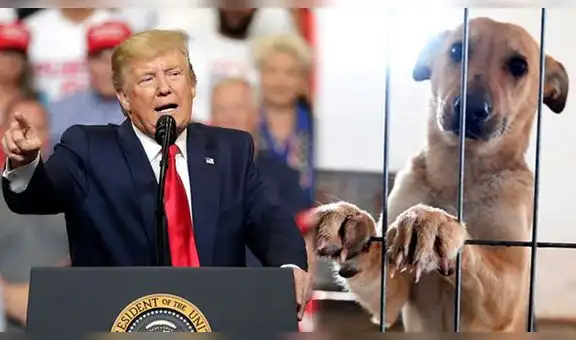 Donald Trump convierte el maltrato animal en delito federal 