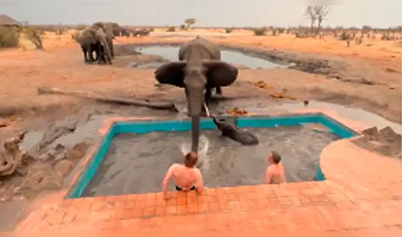 Enorme elefante desata toda su furia contra turistas que quisieron rescatar a su cría [VIDEO]