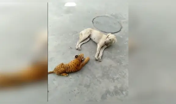Coloca tigre de peluche junto a su perro dormido y can tiene insólita reacción al levantarse [VIDEO]