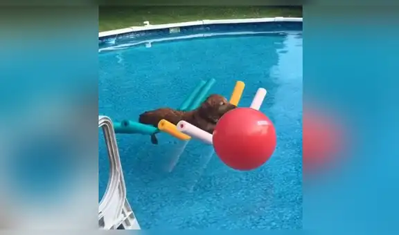 Perro causa furor con su relajada actitud mientras flota en una piscina [VIDEO]