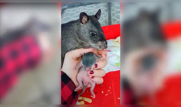 Rata gigante toma del dedo a su dueña para enseñarle a su cría recién nacida [VIDEO]