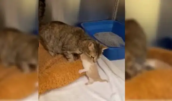 Gata protagoniza tierno reencuentro con sus crías tras ser atacada por unos perros [VIDEO]