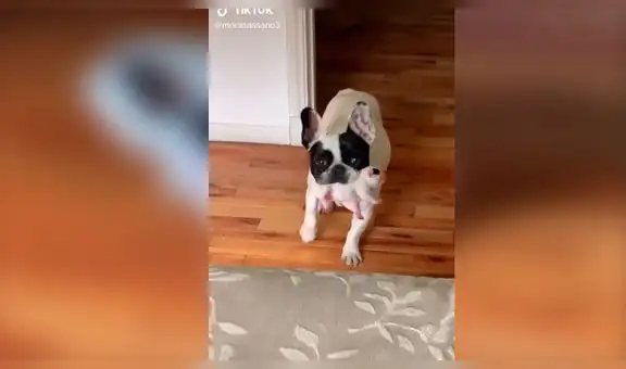 Perro conmueve al entrar al cuarto de su dueña para enseñarle a su cachorro [VIDEO]