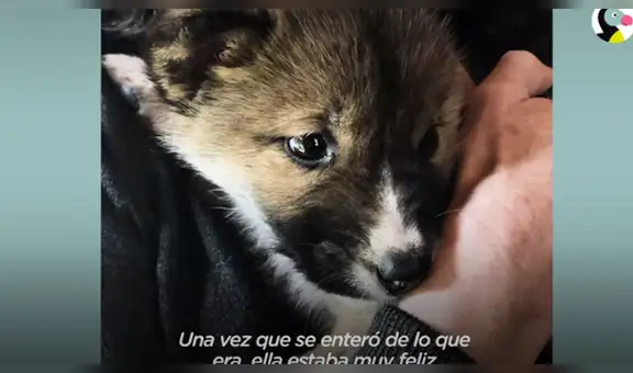 Pensaron haber hallado perro abandonado, lo llevan al veterinario y descubren que es un animal salvaje [VIDEO]