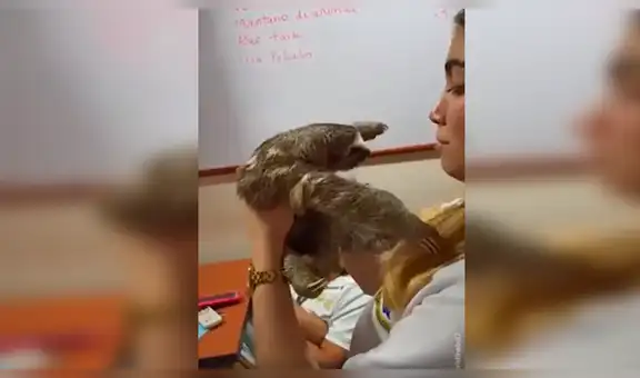 Oso perezoso piensa que mujer que lo rescató es su madre y le da un tierno abrazo [VIDEO] 