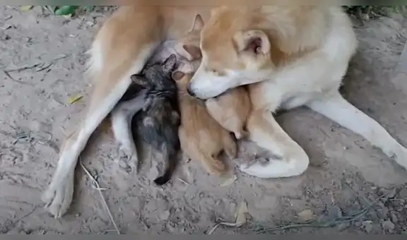 Perrita conmueve al alimentar a gatos de la calle como si fueran sus propios bebés [VIDEO]