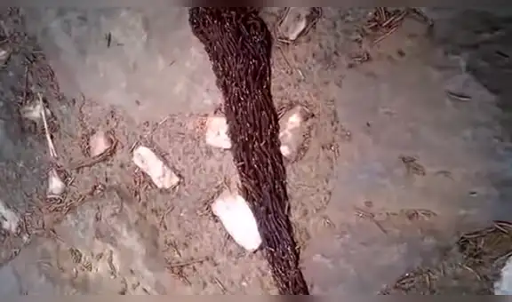 Creía que había hallado una letal ‘serpiente’, pero se sorprendió al ver cientos de diminutas criaturas [VIDEO]