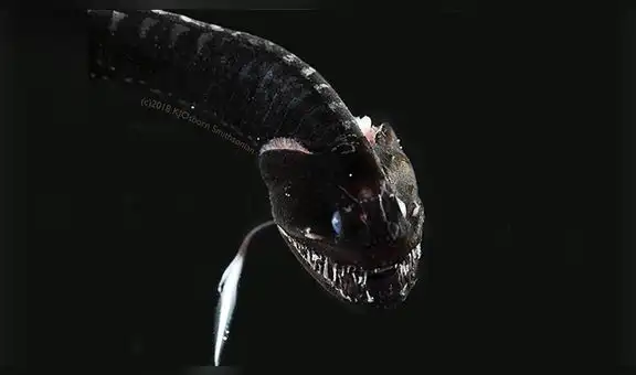 El misterio de los peces “ultranegros”: absorben la luz y se vuelven invisibles