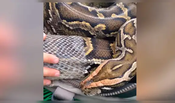 Veterinario ve que enorme anaconda está mudando de piel y se acerca a ayudarla [VIDEO]