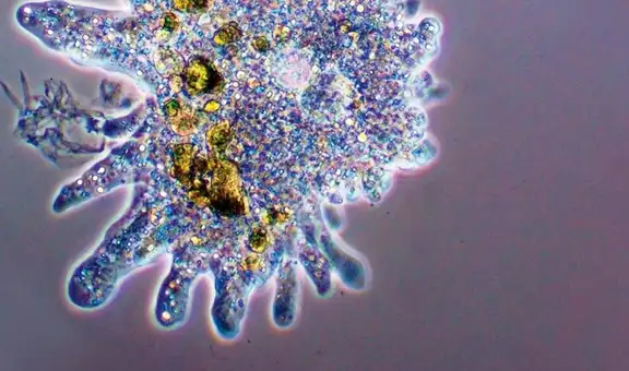 Científicos despiertan un virus que estuvo congelado 48.500 años