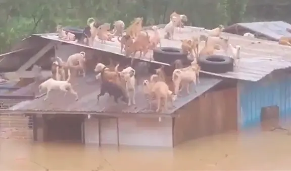 Perros quedan atrapados en el techo de un refugio tras una inundación