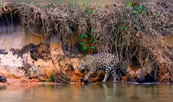 ¿Por qué la mayoría de gatos y otros felinos de gran tamaño tienen terror al agua? Aquí la verdad [VIDEO]