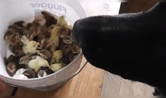 Adoptan decenas de polluelos y perro de la familia tiene curiosa reacción al conocerlos [VIDEO]