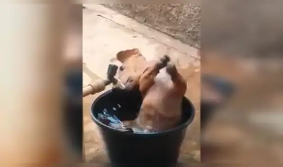 Perro aprovecha que sus dueños no están en casa y hace la travesura más grande del mundo [VIDEO] 
