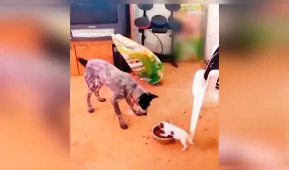 Pequeño perro se enfrenta a su ‘amigo’ por comida y le demuestra quién manda [VIDEO] 