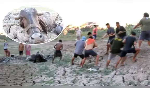 Vaca queda atrapada en agujero de lodo y hombres se unen para ayudarla [VIDEO]