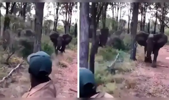 Facebook viral: turistas molestan a furiosos elefantes y estos se vengan de la peor forma [VIDEO]