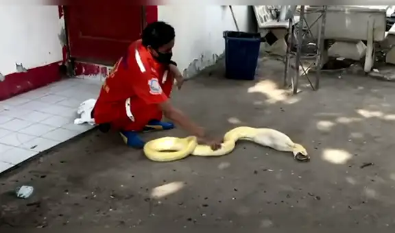 Escucha extraños sonidos y encuentra a pitón engullendo un pollo [VIDEO]