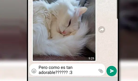 WhatsApp: ¿por qué las personas responden con un “:3” a los mensajes?  
