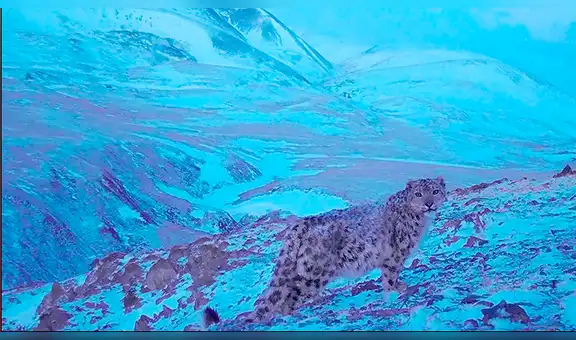 Fotógrafo deja una cámara oculta en lo alto de la montaña y capta a ‘pantera rosa’ en tierna escena [FOTOS]