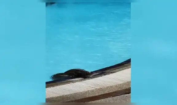 Enorme lagarto monitor invade hotel para bañarse en una piscina en plena cuarentena [VIDEO]