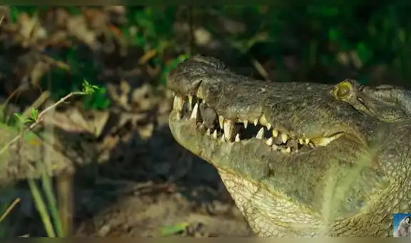 Cámara oculta registra escena en que mamá cocodrilo abre su mandíbula para atrapar a sus bebés [VIDEO]