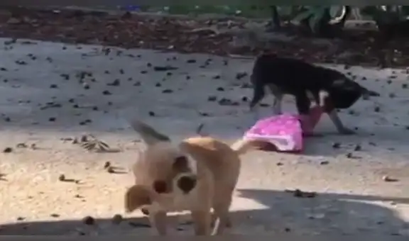 Perro chihuahua se enoja al ver a otro can usando su ropa y se la arrebata a la fuerza [VIDEO]