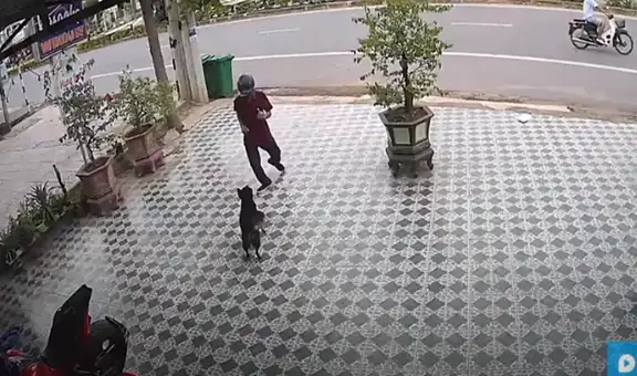 Perros salen de la casa de su dueño para atacar a un hombre y él tiene divertida reacción [VIDEO]