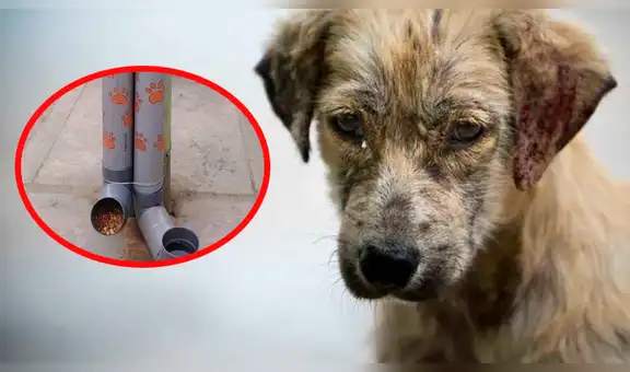 Facebook: estudiantes lanzan iniciativa para alimentar a perros callejeros junto a la PNP [FOTOS]