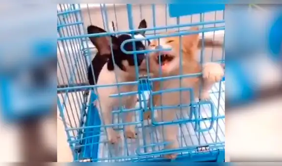 Gato ataca a perro enjaulado y el ‘karma’ le da una lección bastante cruel [VIDEO]