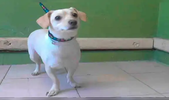 Chico quiere abandonar a su perro en albergue, animal se da cuenta y tiene conmovedora reacción [VIDEO]