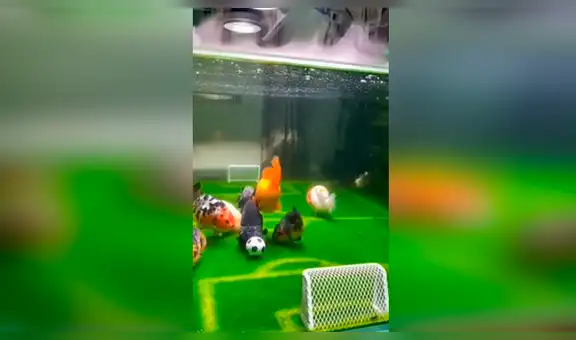 Convierte pecera en ‘cancha’ de fútbol y sus peces libran un vibrante ‘partido’ [VIDEO]