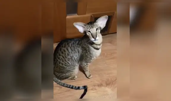 Extraño gato de orejas grandes tiene el maullido más curioso del mundo [VIDEO]