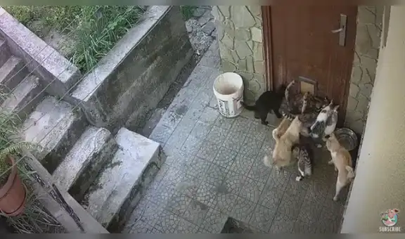 Cámara capta conmovedor momento de anciana junto a gatos callejeros [VIDEO]